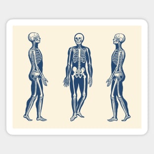 Side View Skeleton - Vintage Anatomy Print Magnet